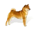 I don't know what this is
