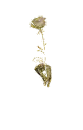 gÃ¼llÃ¢le
