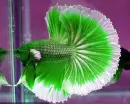 Green Betta