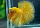 Yellow Betta