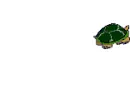 angry turtle