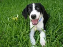 No-kill animal shelter!