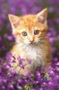 Cute kitten