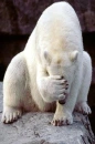 Cute Polar Bear
