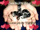 Little Hamster Babies