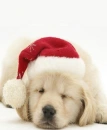 Christmas Puppy