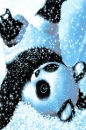 Cute Panda Bear