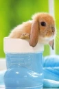 Cute Bunny
