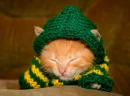 sleepin kitten