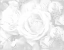 white roses