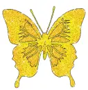 â¤Butterflies for your soul â¤