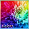 Colors