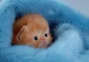 cute baby kitten