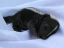 baby skunk