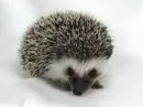baby hedgehog
