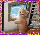 Bye Bye Kitty!