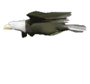 soaring eagle