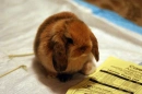 bunny