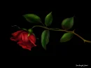 Rose ... 