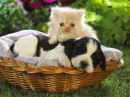cat and dog