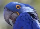 bird