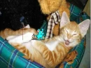 cat having funny dream