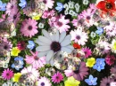 DAISIES FULL OF BUBBLES