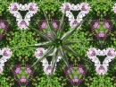 kaleidoscope star flowers