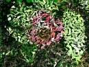 SHATTERED POPPY FLOWER