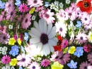 GLASS BUBBLE DAISIES
