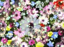 GLASS BUBBLE DAISIES