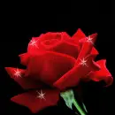 rose