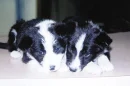 Puppies