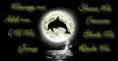 Dolphine Contact table 