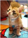 Rock Cat