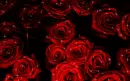 ROSAS ROJAS