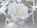 winter  rose