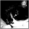 Kitten