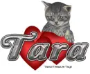Valentine kitten Tara