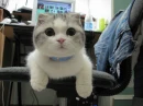 kitty =^-^=