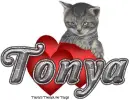 Valentine kitten Tonya