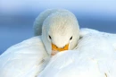 Resting