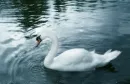 Swan Glowing Blue