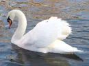 Swan