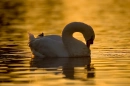 Swan Thinking of You