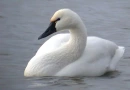Swan Alone