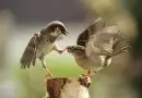When Woman Can't Stand it any more!
