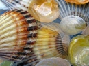 Shells