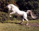 HORSES ROCK
