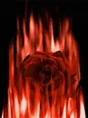 blazing rose